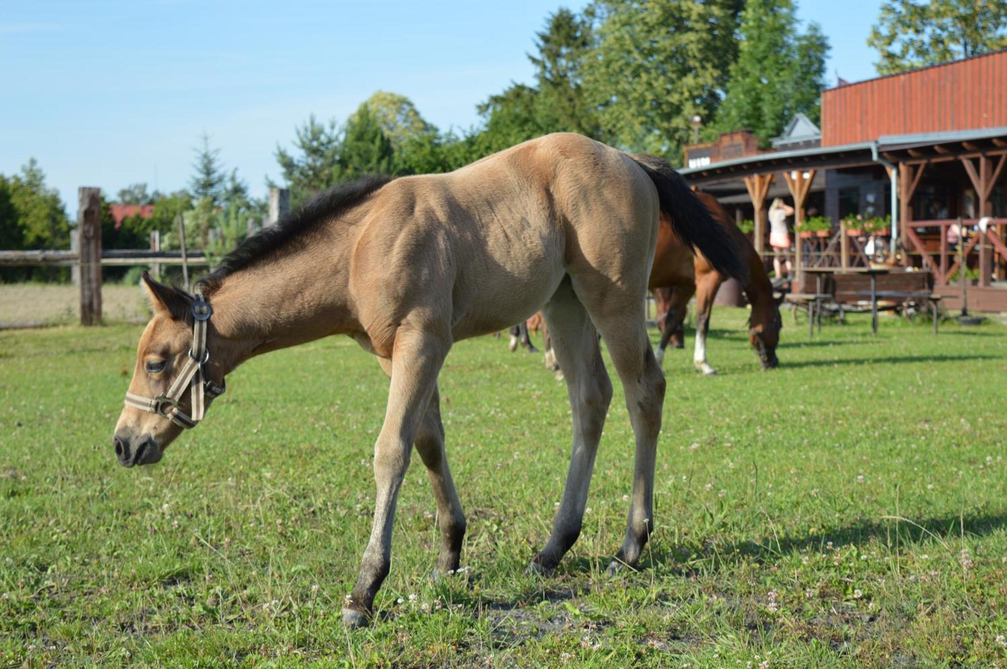 Bubla City Ranch Копржівніце Екстер'єр фото